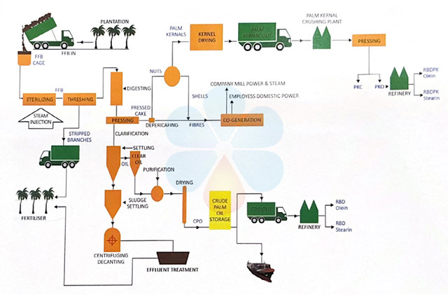 organigramme complet de la chaîne de production d'huile de palme